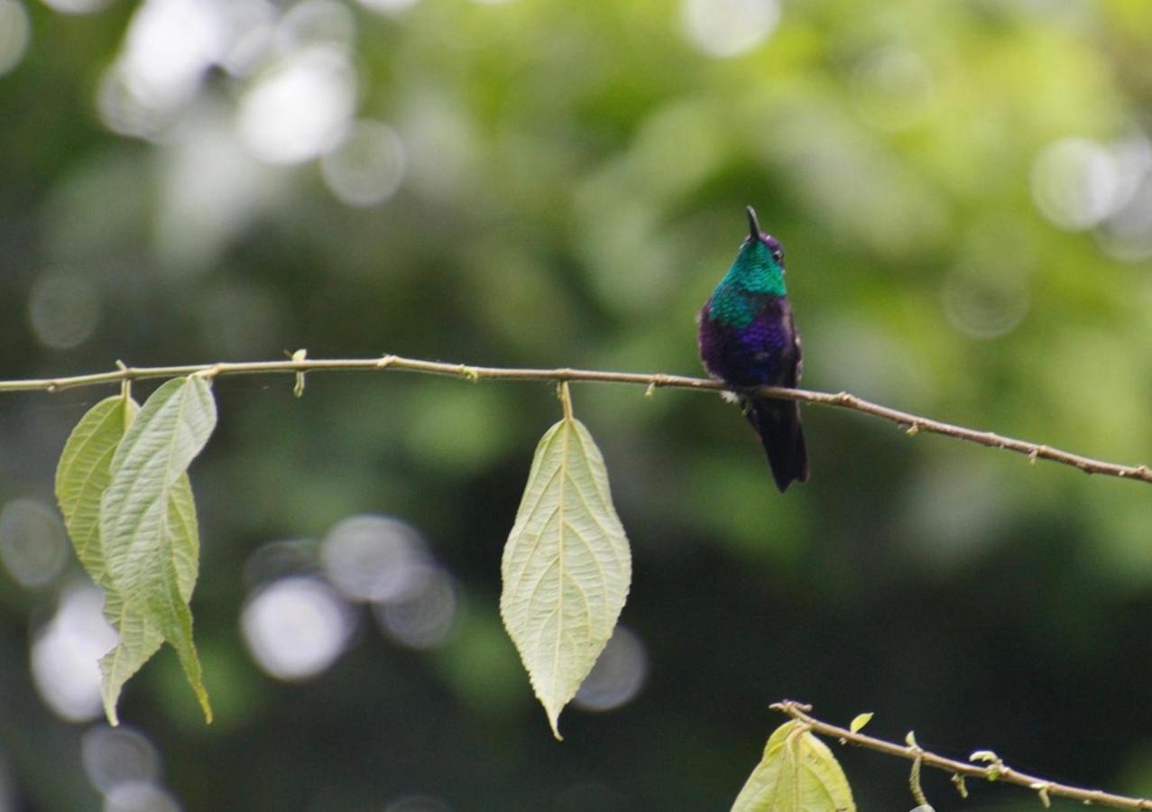 Villa Tucan La Fortuna Dış mekan fotoğraf